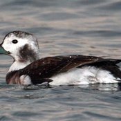 Long-tailed Duck